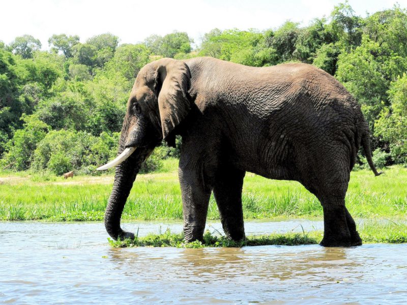 Big Ten Safaris Uganda